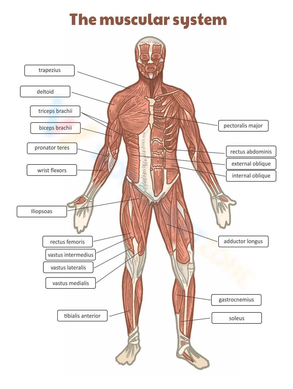 Printable Muscular System Worksheets Printable Muscular System Worksheets