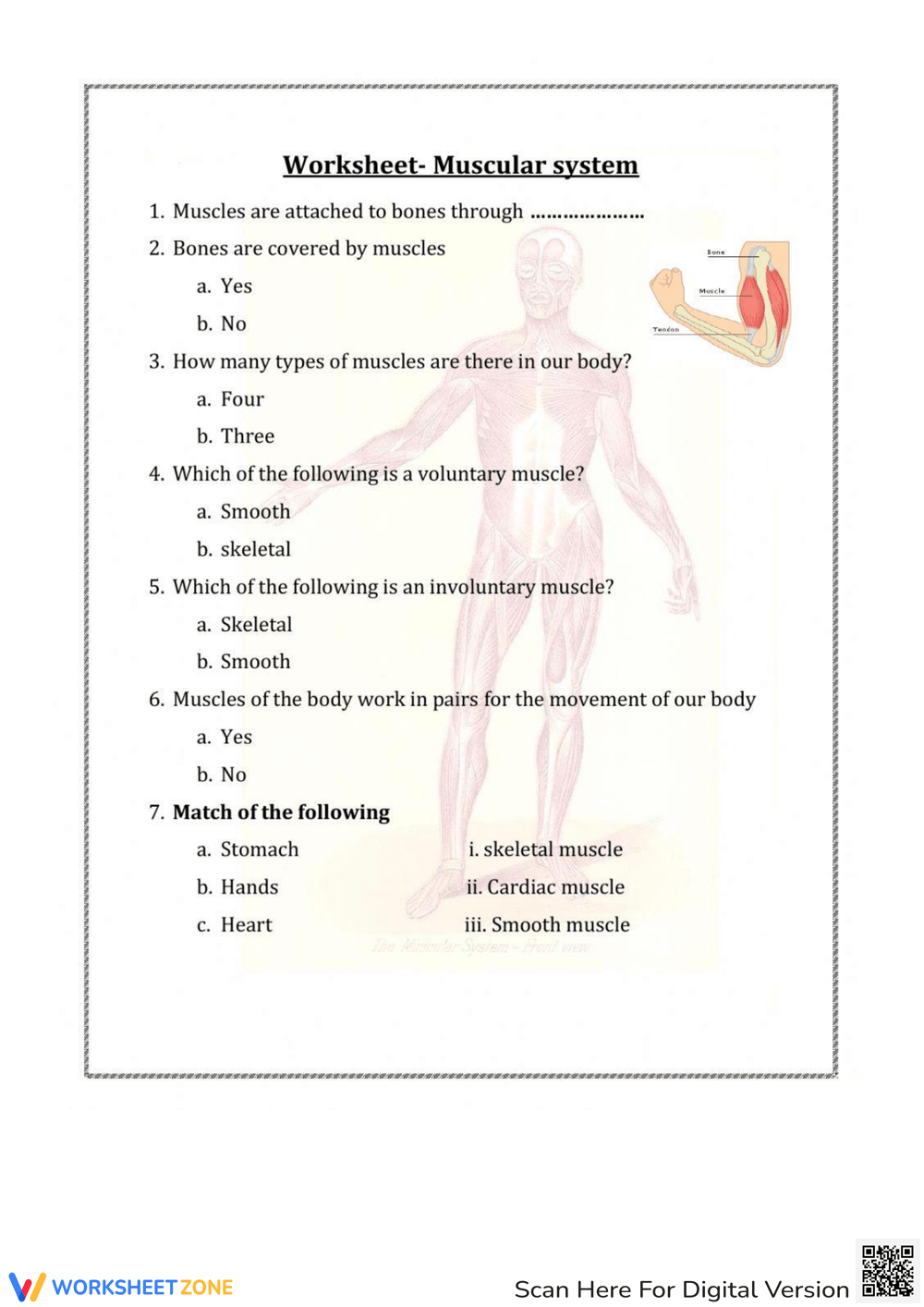 Printable Muscular System Worksheets Printable Muscular System Worksheets