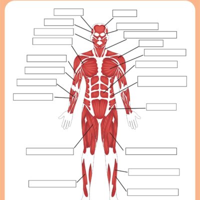 Printable Muscular System Worksheets