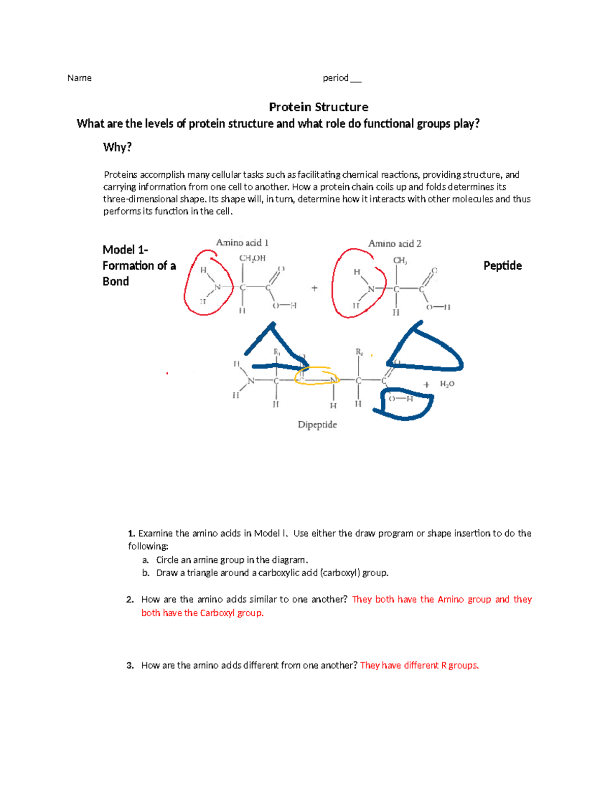 Protein Structure OLA Understanding Levels And Functions In Biology Studocu