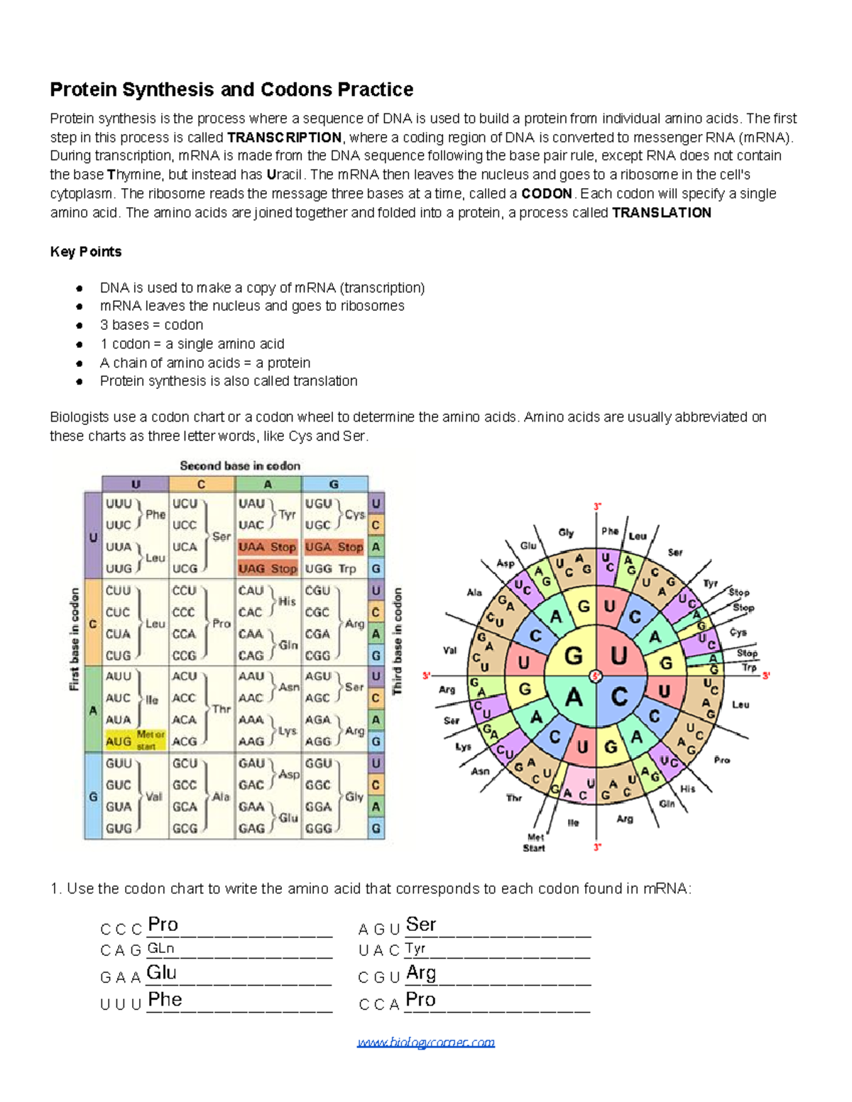 Protein Synthesis And Codons Practice Worksheet Bio 101 Studocu
