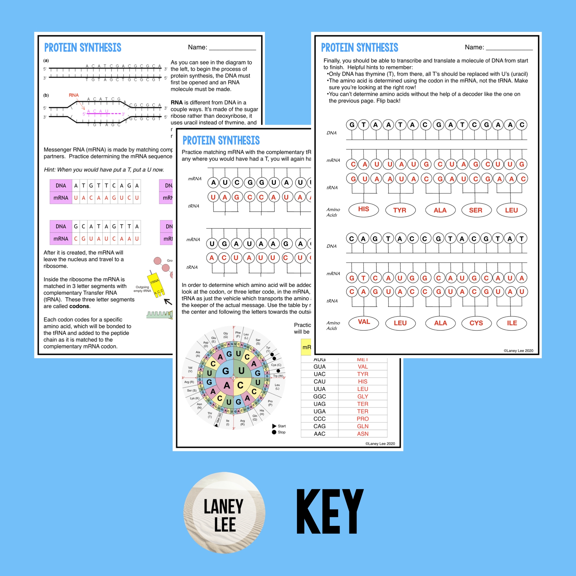 codon worksheet pdf