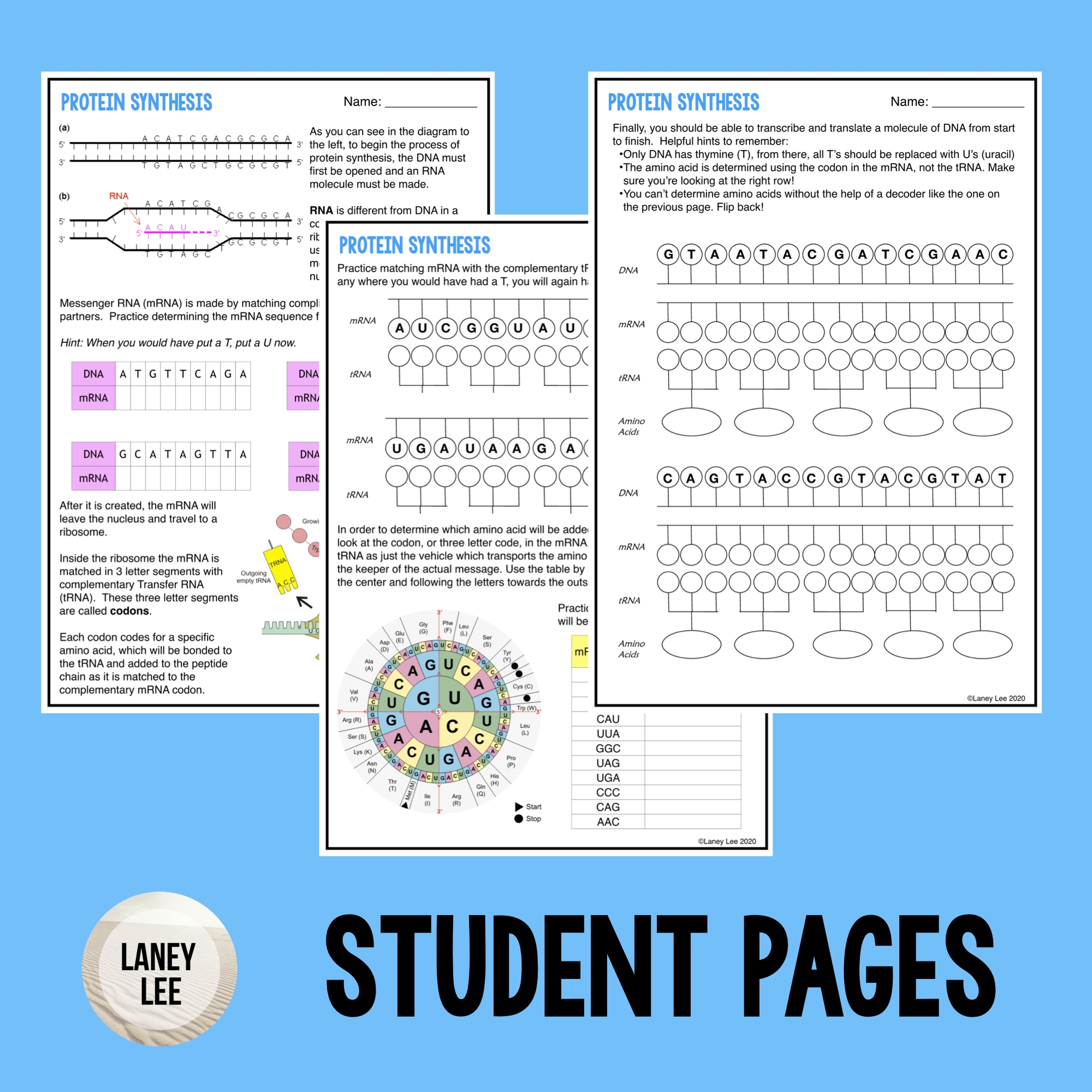 Protein Synthesis Guided Practice Worksheet PDF Digital Protein Synthesis Guided Practice Worksheet PDF Digital