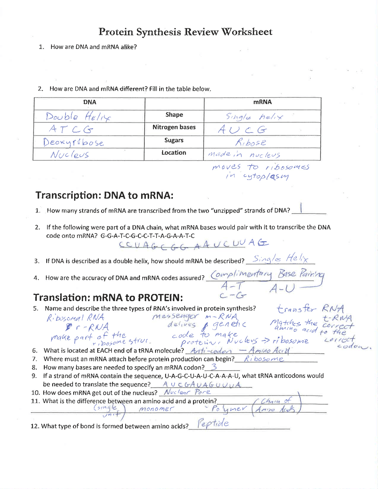protein synthesis worksheet answers