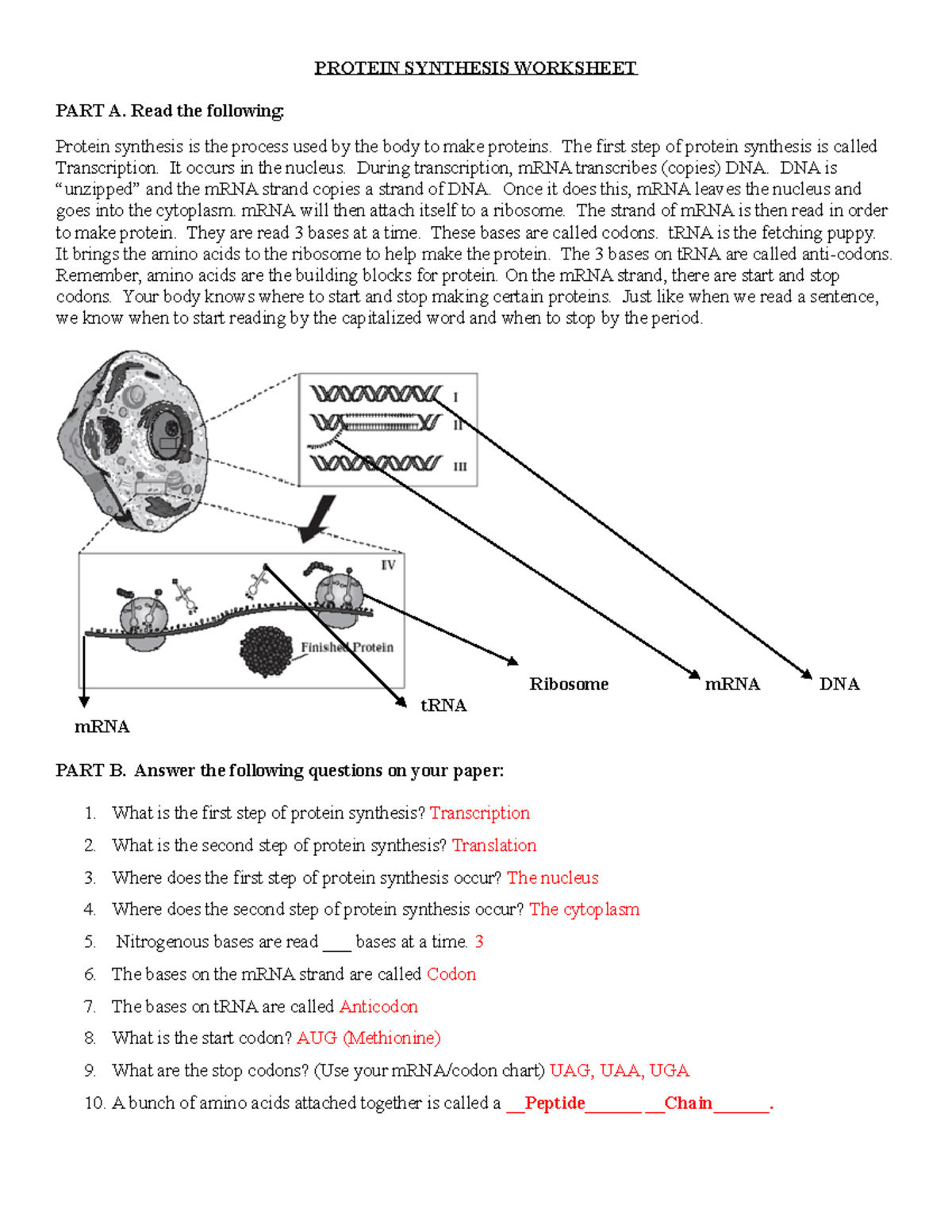Protein Synthesis Worksheet In Class Notes For BIO 101 Studocu Protein Synthesis Worksheet In Class Notes For BIO 101 Studocu