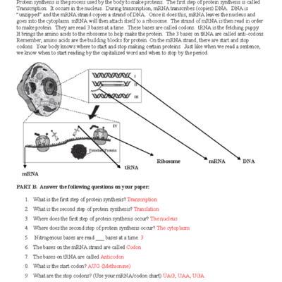 Protein Synthesis Worksheet In Class Notes For BIO 101 Studocu