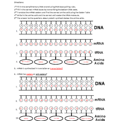 Protein Synthesis Worksheet Key For Course 1617 Details Studocu