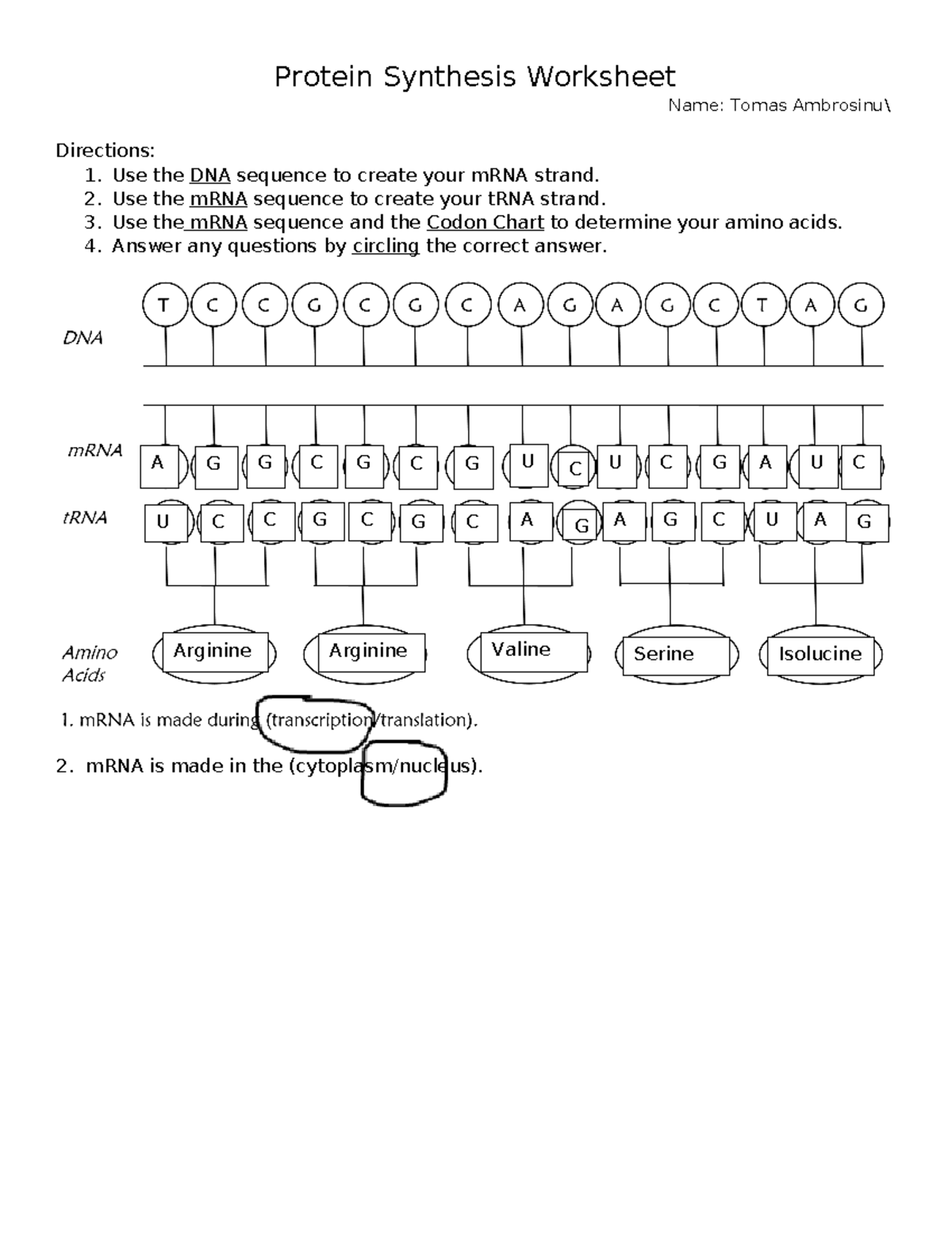protein synthesis worksheet answer sheet
