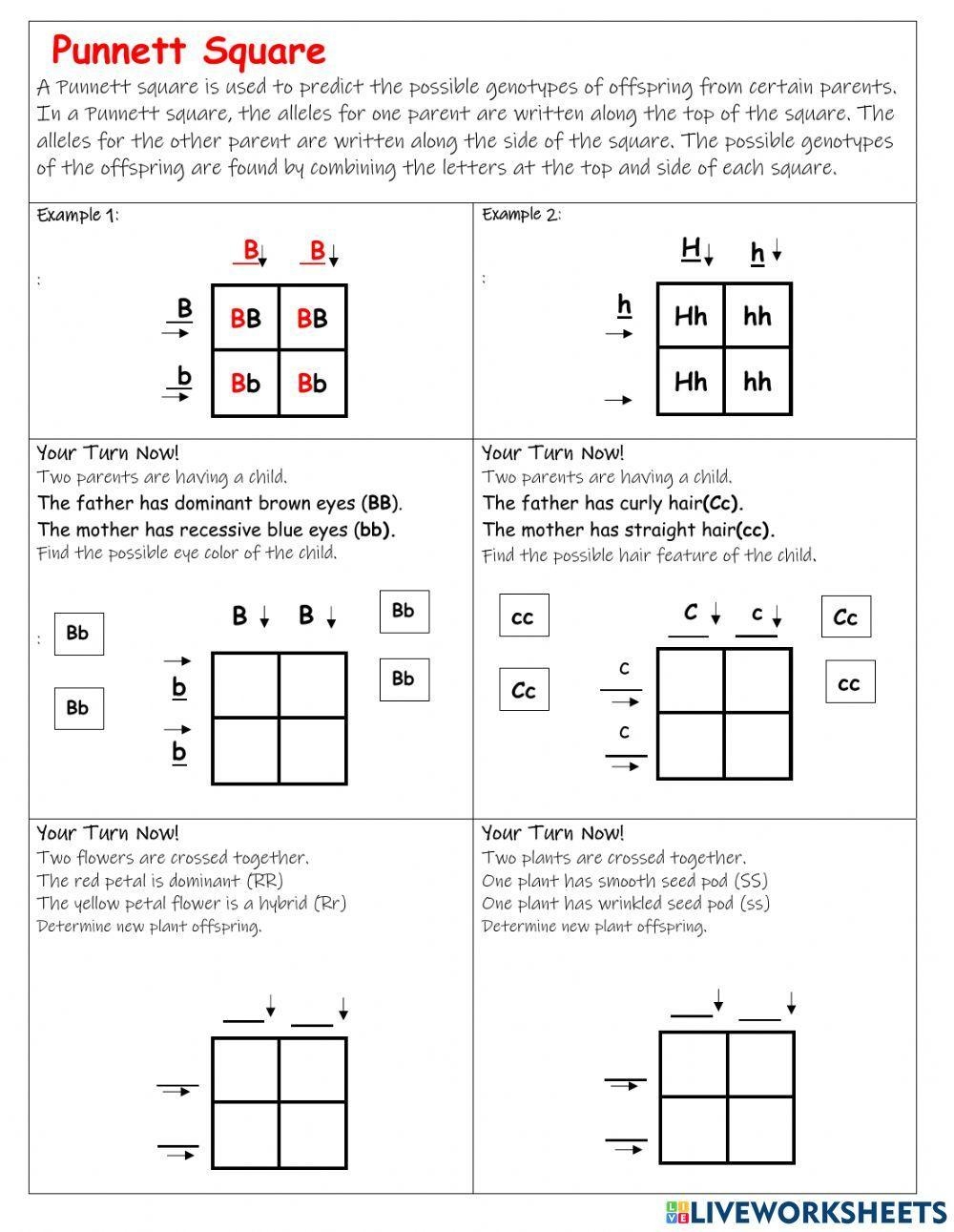 Punnett Square Interactive Worksheet Worksheets Library Punnett Square Interactive Worksheet Worksheets Library