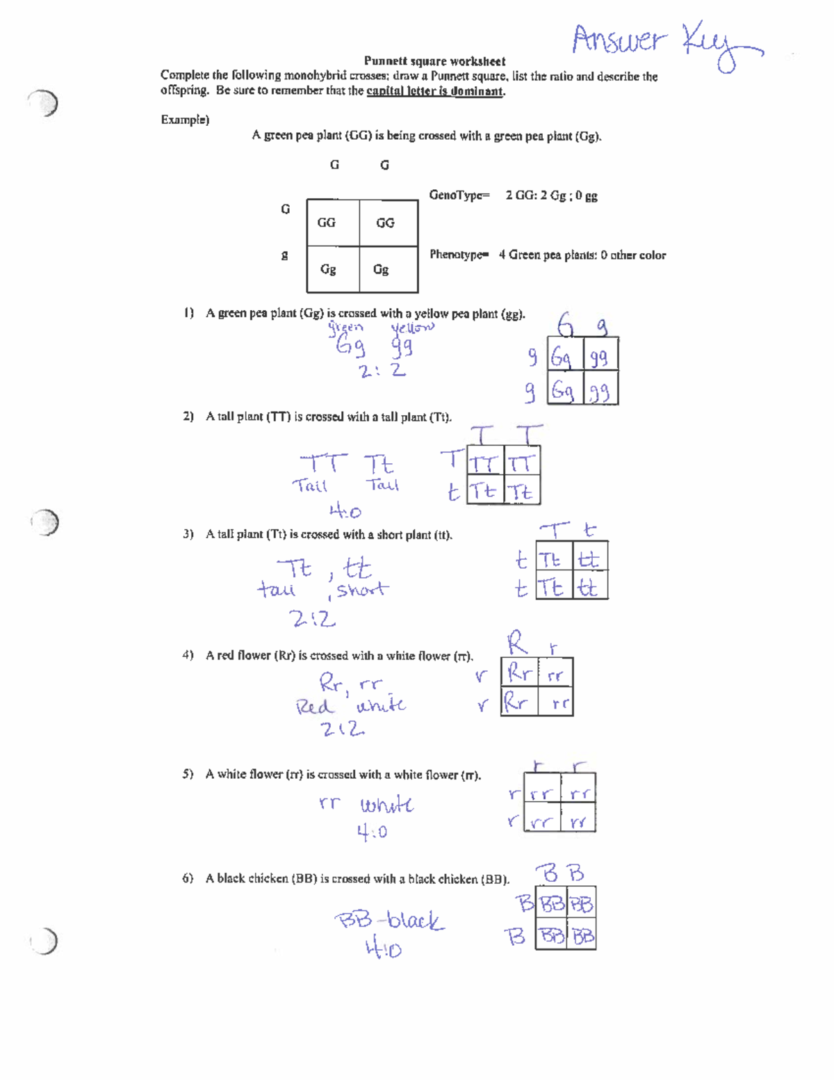 punnett square practice worksheet answer key punnett square practice worksheet answer key