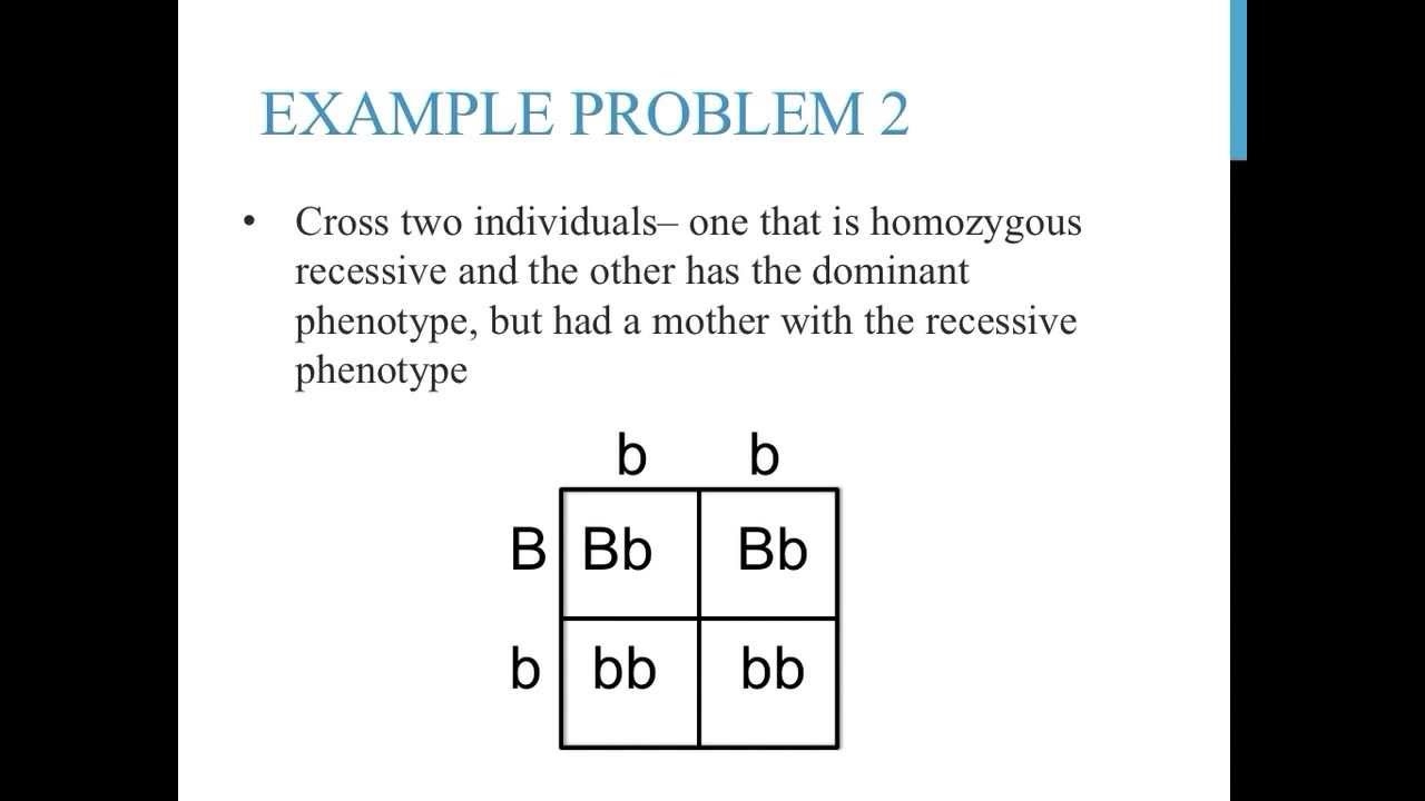 punnett square practice worksheet with answers