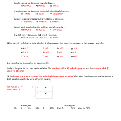Punnett Square Practice Worksheet Answer Key 171e0l0 Studocu