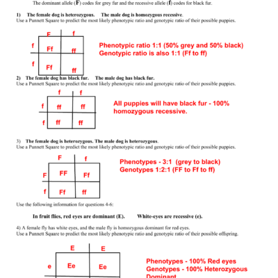 Punnett Square Practice Worksheet Genetics Problems
