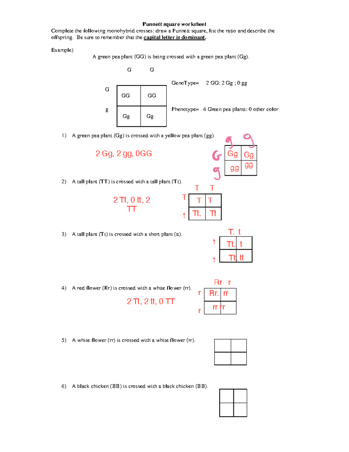 punnett square worksheet pdf