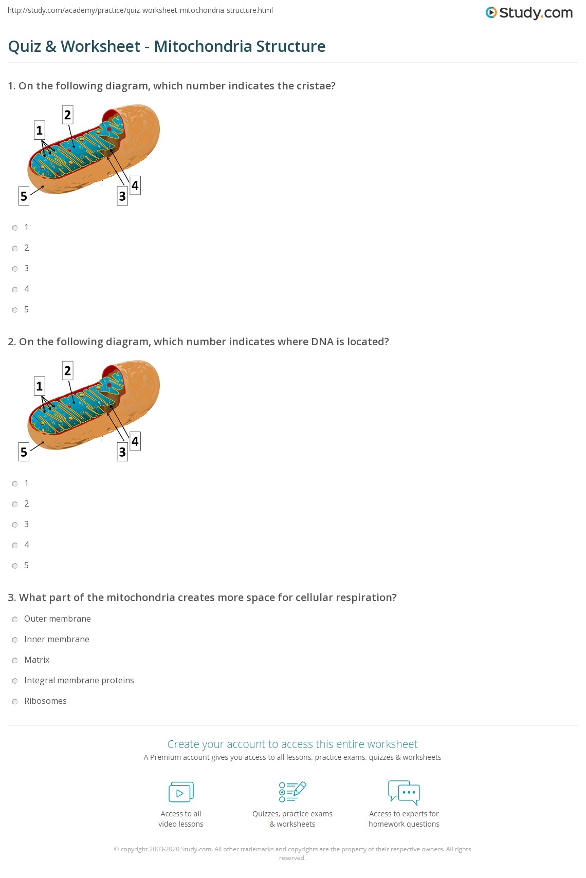 Quiz Worksheet Mitochondria Structure Study Quiz Worksheet Mitochondria Structure Study