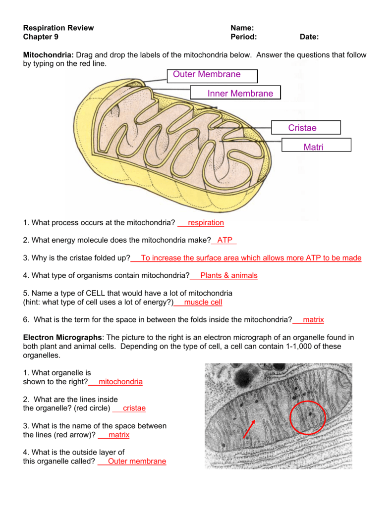 Respiration Photosynthesis Review Worksheet Respiration Photosynthesis Review Worksheet