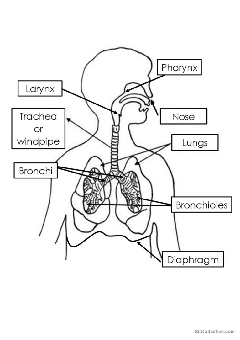 respiratory system worksheet with answers pdf respiratory system worksheet with answers pdf