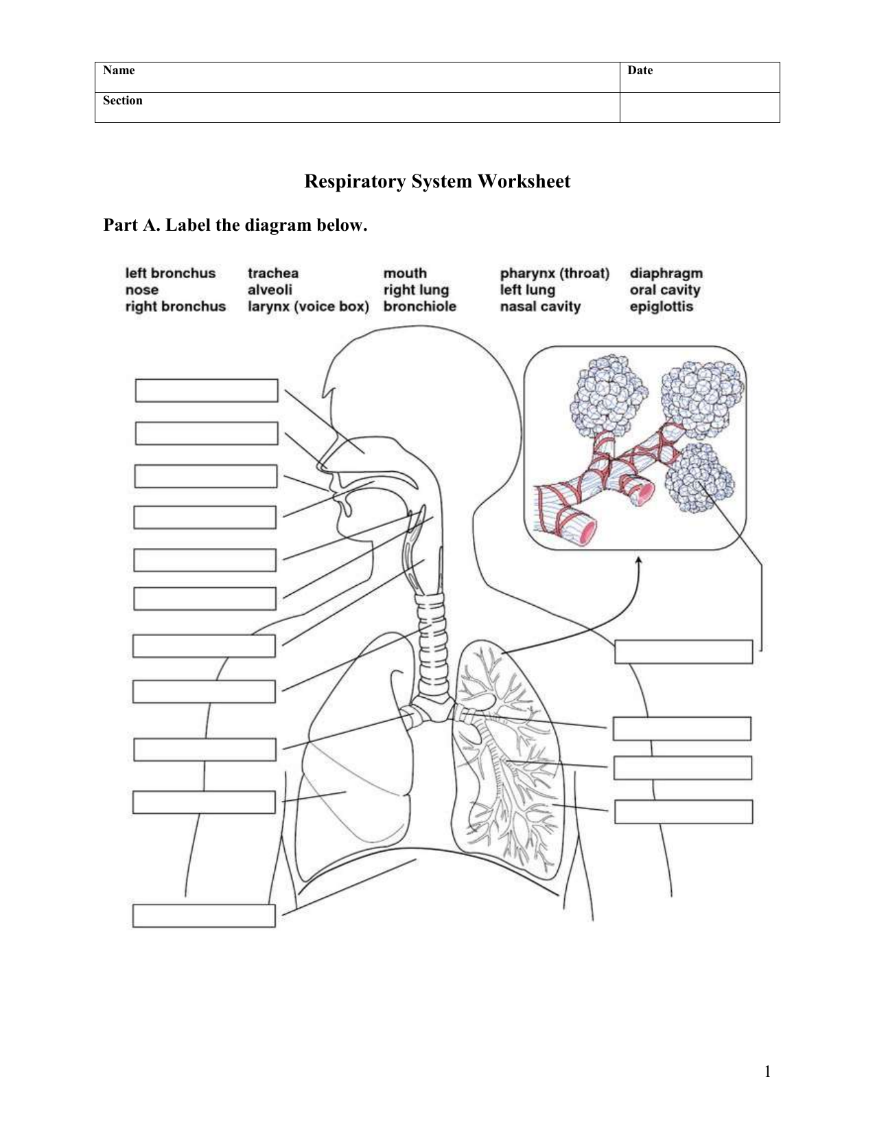 Respiratory System Worksheet Anatomy Function