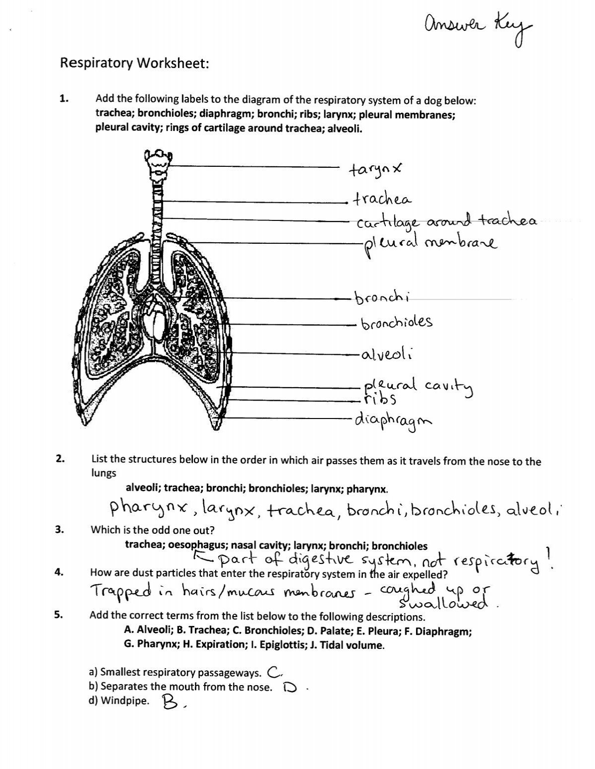Respiratory System Worksheet Answers