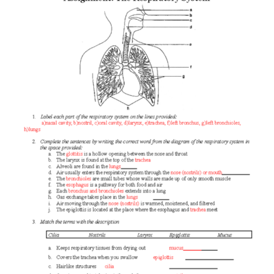 Respiratory System Worksheet Assignment Biology 101 Studocu