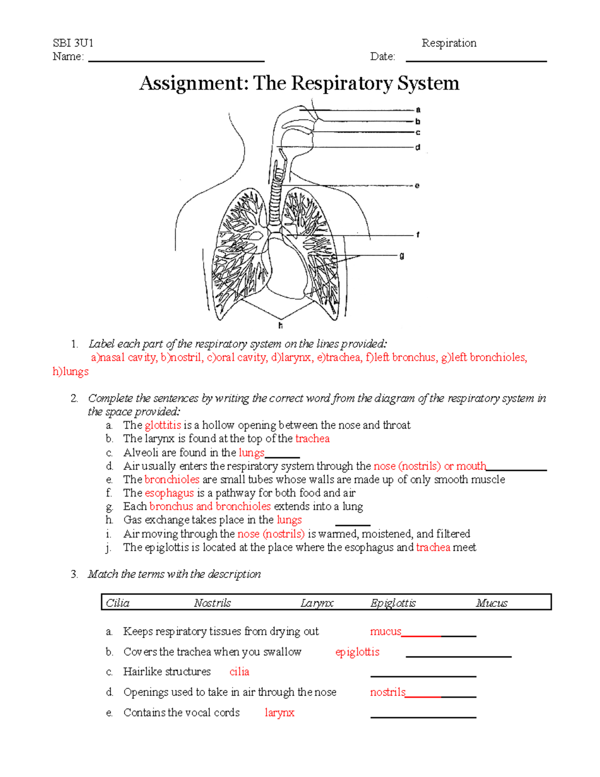Respiratory System Worksheet Assignment Biology 101 Studocu Respiratory System Worksheet Assignment Biology 101 Studocu