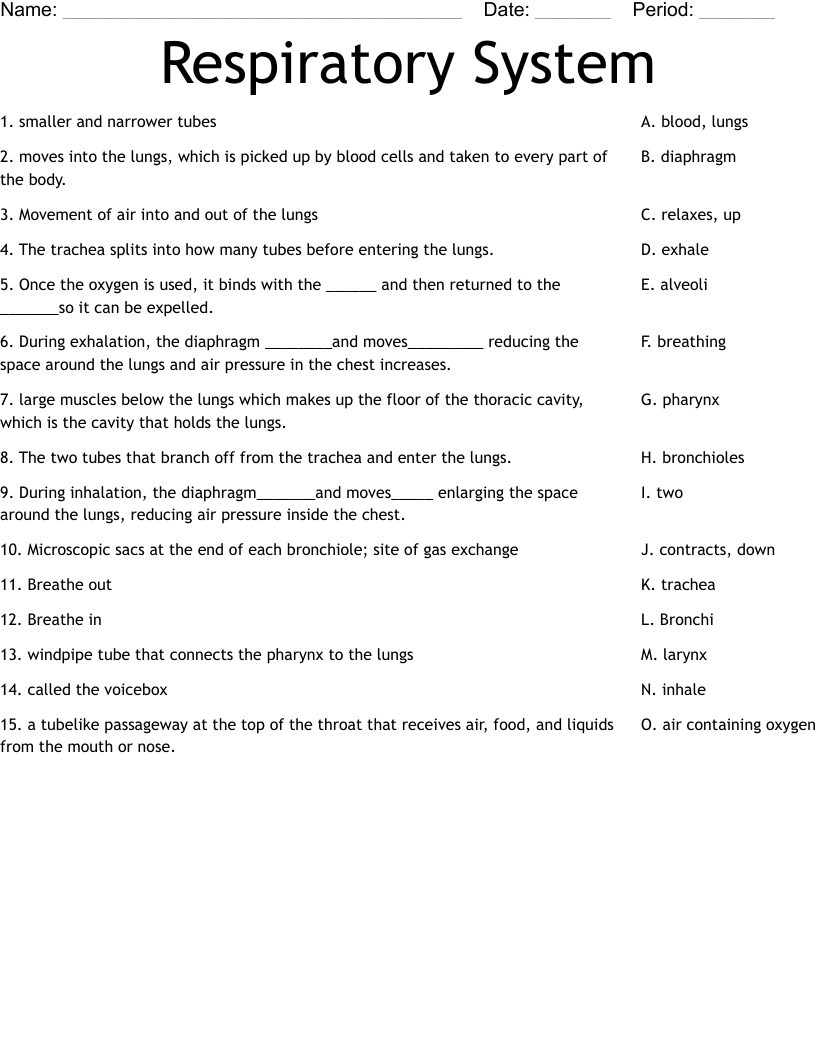 Respiratory System Worksheet WordMint Respiratory System Worksheet WordMint