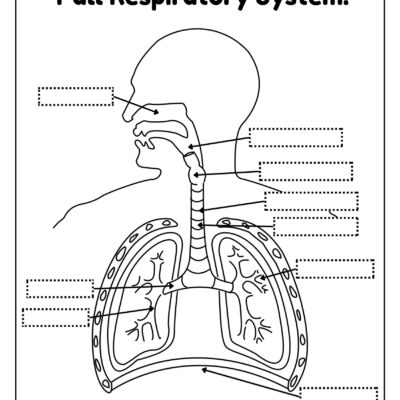 Respiratory System Worksheets Free Coloring Pages PDF Printables And Worksheets Lesson Tutor