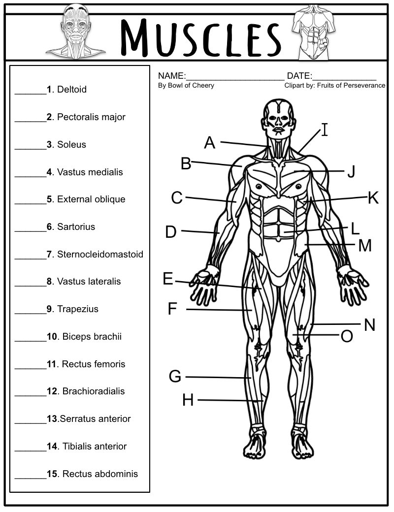 Skeletal Muscles Exam Quiz A P PDF Classful Skeletal Muscles Exam Quiz A P PDF Classful