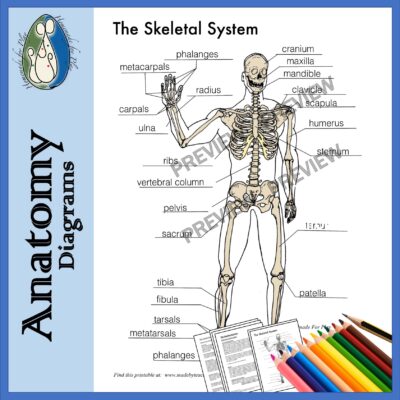 Skeletal System Diagrams To Label And Color With Reference Information And Charts Made By Teachers