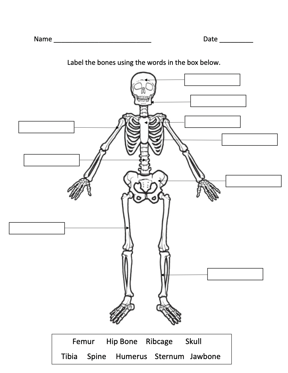 Skeletal System DK12