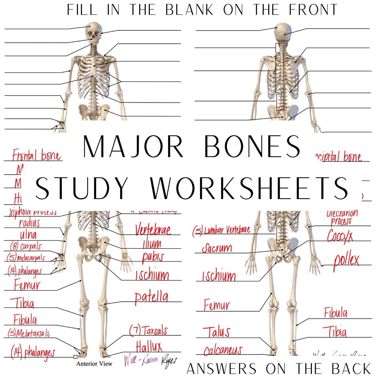 Skeletal System Major Bones Anatomy Physiology Study Worksheets Digital Download Anterior View Posterior View Etsy Skeletal System Major Bones Anatomy Physiology Study Worksheets Digital Download Anterior View Posterior View Etsy