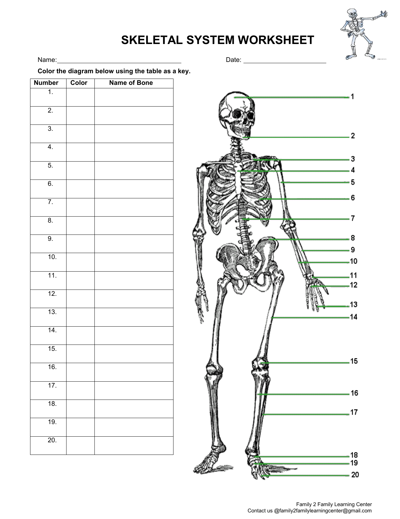 Skeletal System Worksheet Bones Muscles And Joints
