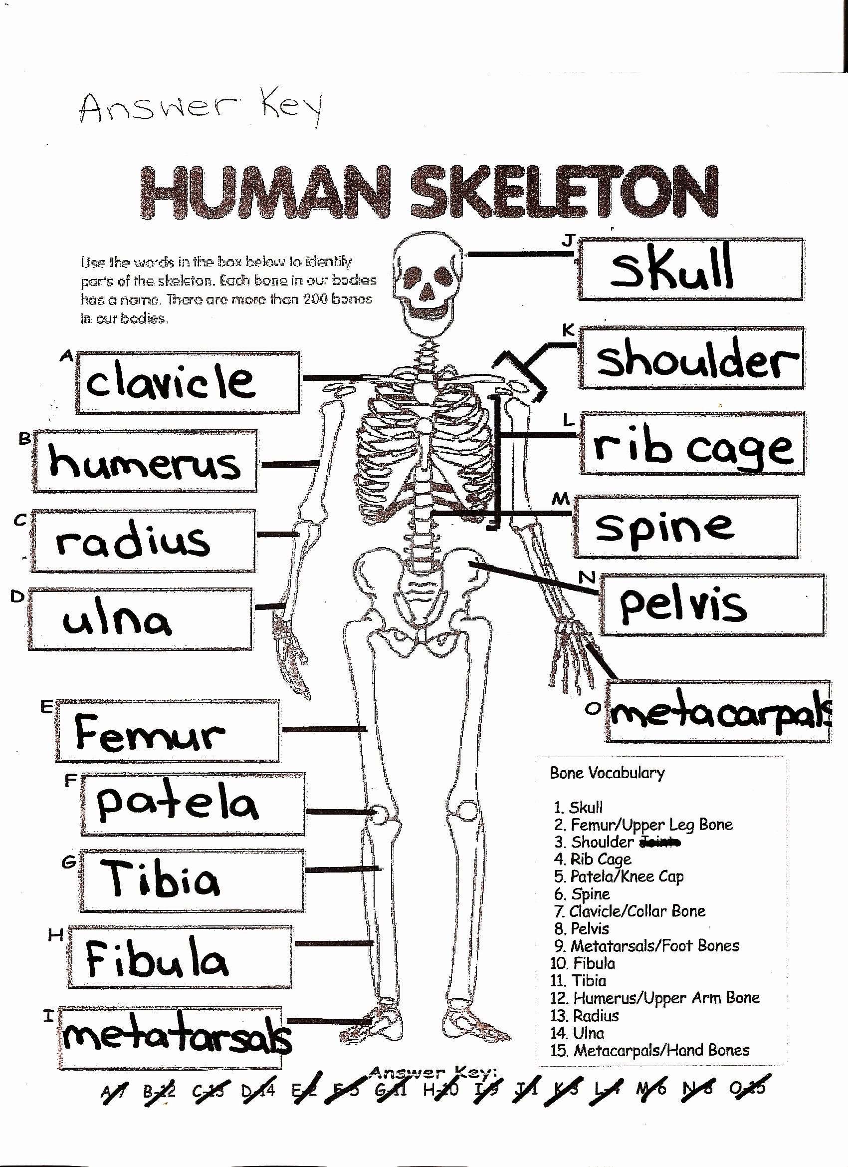 Skeletal System Worksheet Pdf Unique Mckenna Mrs Home Page Skeletal System Worksheet Pdf Unique Mckenna Mrs Home Page