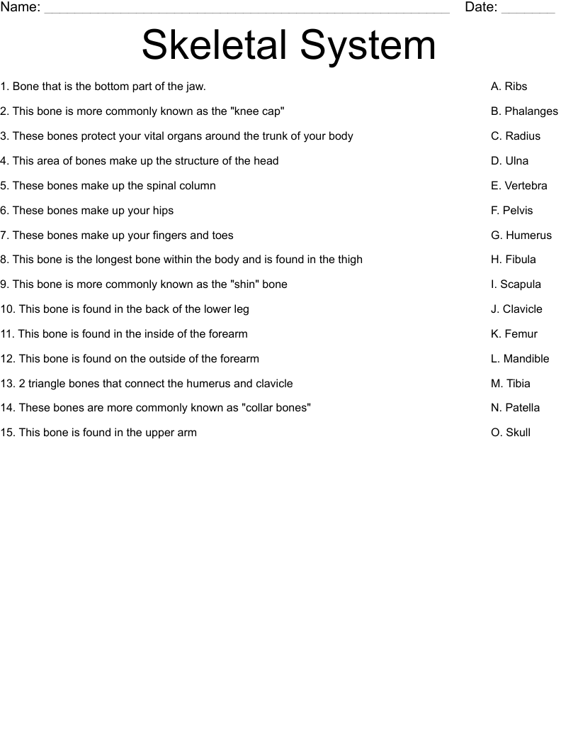 Skeletal System Worksheet WordMint Skeletal System Worksheet WordMint