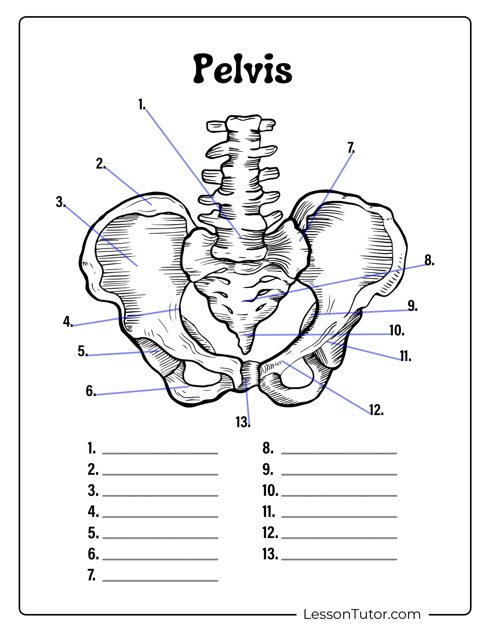 skeletal system worksheet with answers pdf