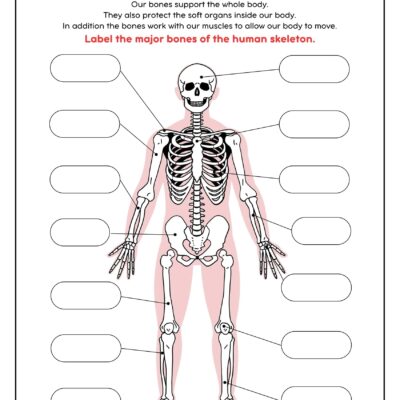 Skeleton System Worksheets Free Coloring Pages PDF Printables And Worksheets Lesson Tutor