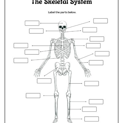 Skeleton System Worksheets Free Coloring Pages PDF Printables And Worksheets Lesson Tutor