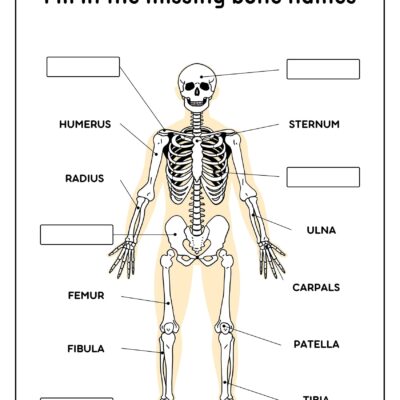 Skeleton System Worksheets Free Coloring Pages PDF Printables And Worksheets Lesson Tutor