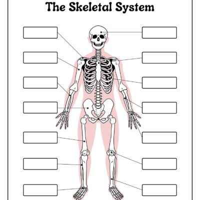 Skeleton System Worksheets Free Coloring Pages PDF Printables And Worksheets Lesson Tutor