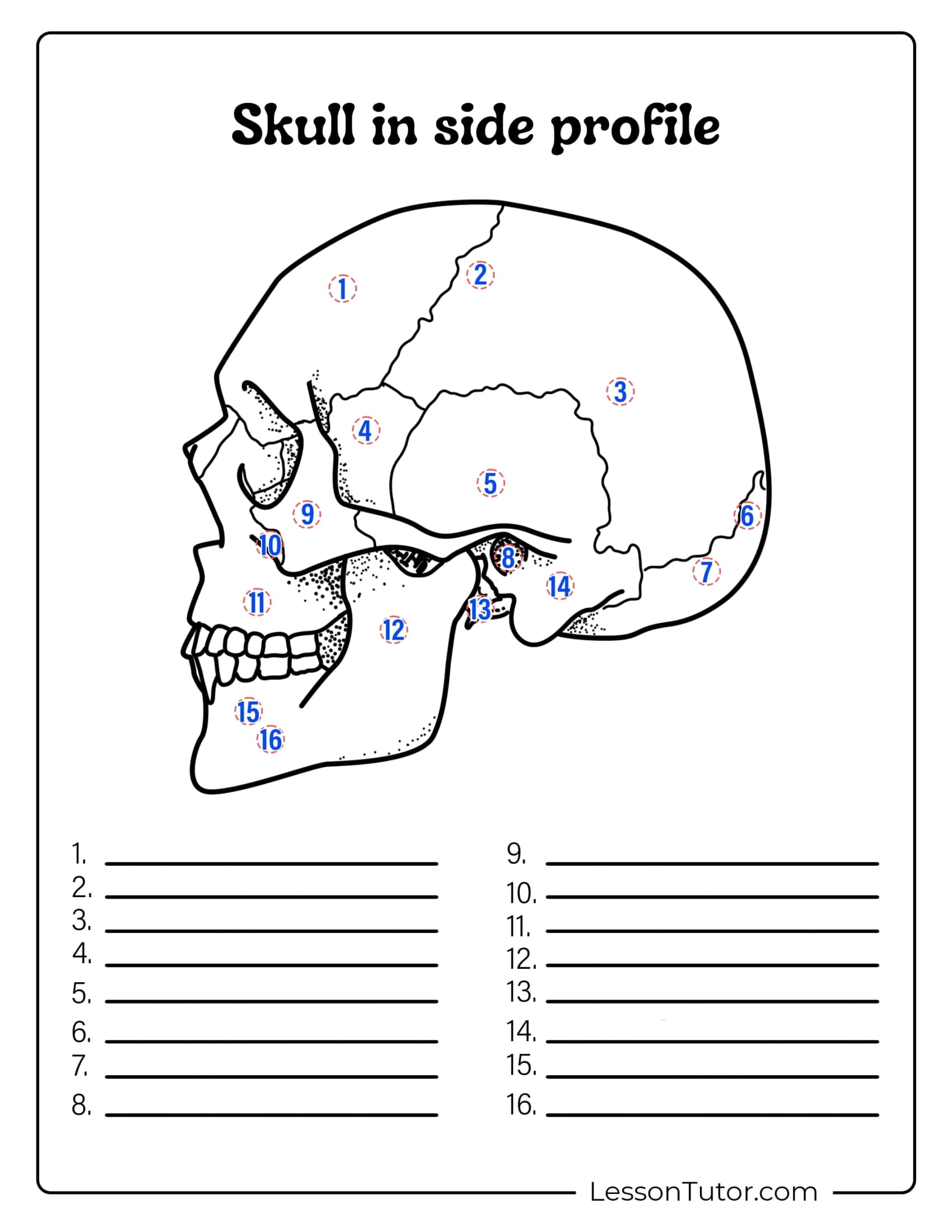 Skeleton System Worksheets Free Coloring Pages PDF Printables And Worksheets Lesson Tutor