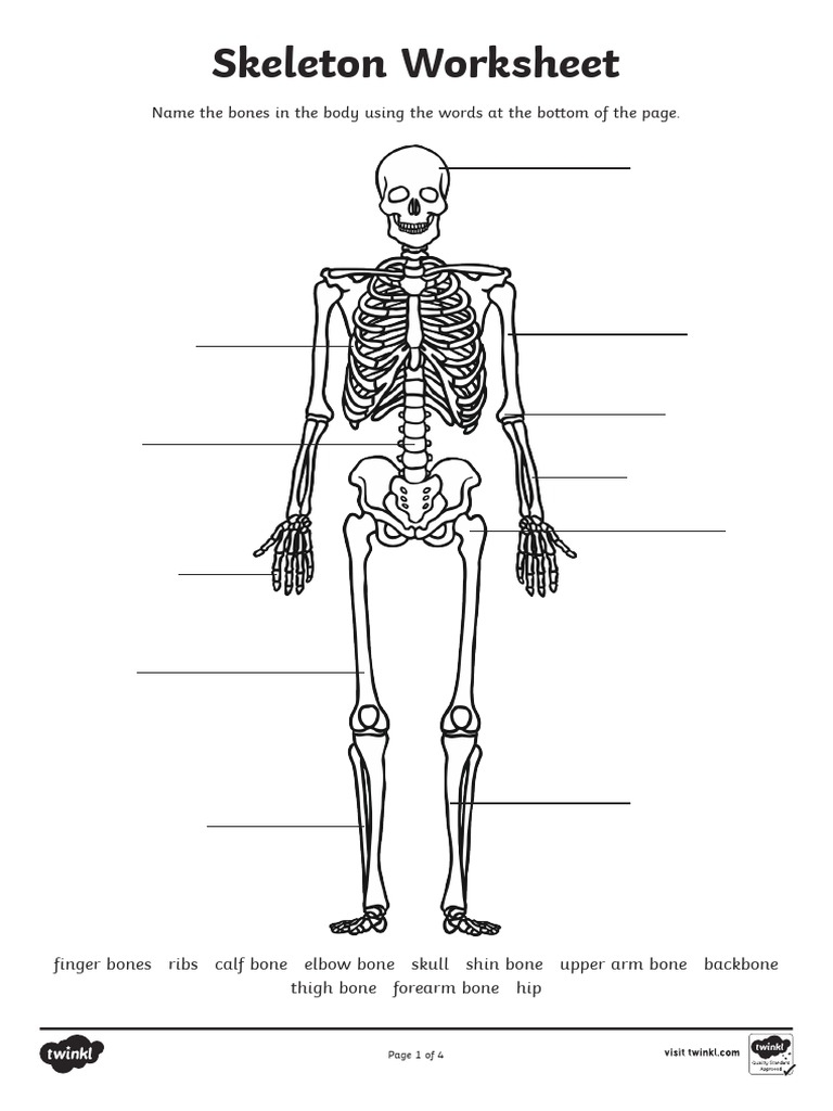 Skeleton Worksheet PDF Skeleton Bone Worksheets Library Skeleton Worksheet PDF Skeleton Bone Worksheets Library