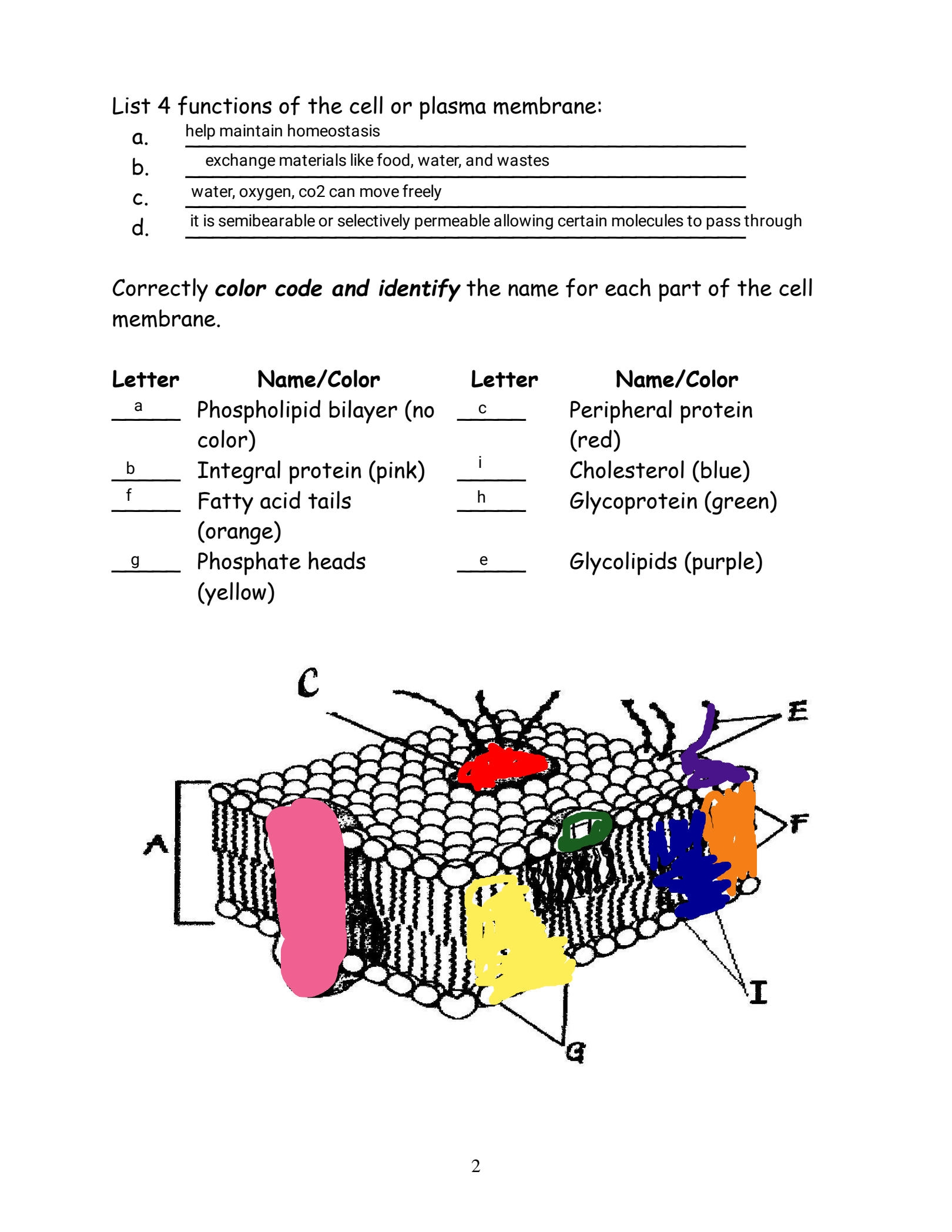 SOLUTION Cell Membrane Coloring Worksheet 1 Studypool Worksheets Library