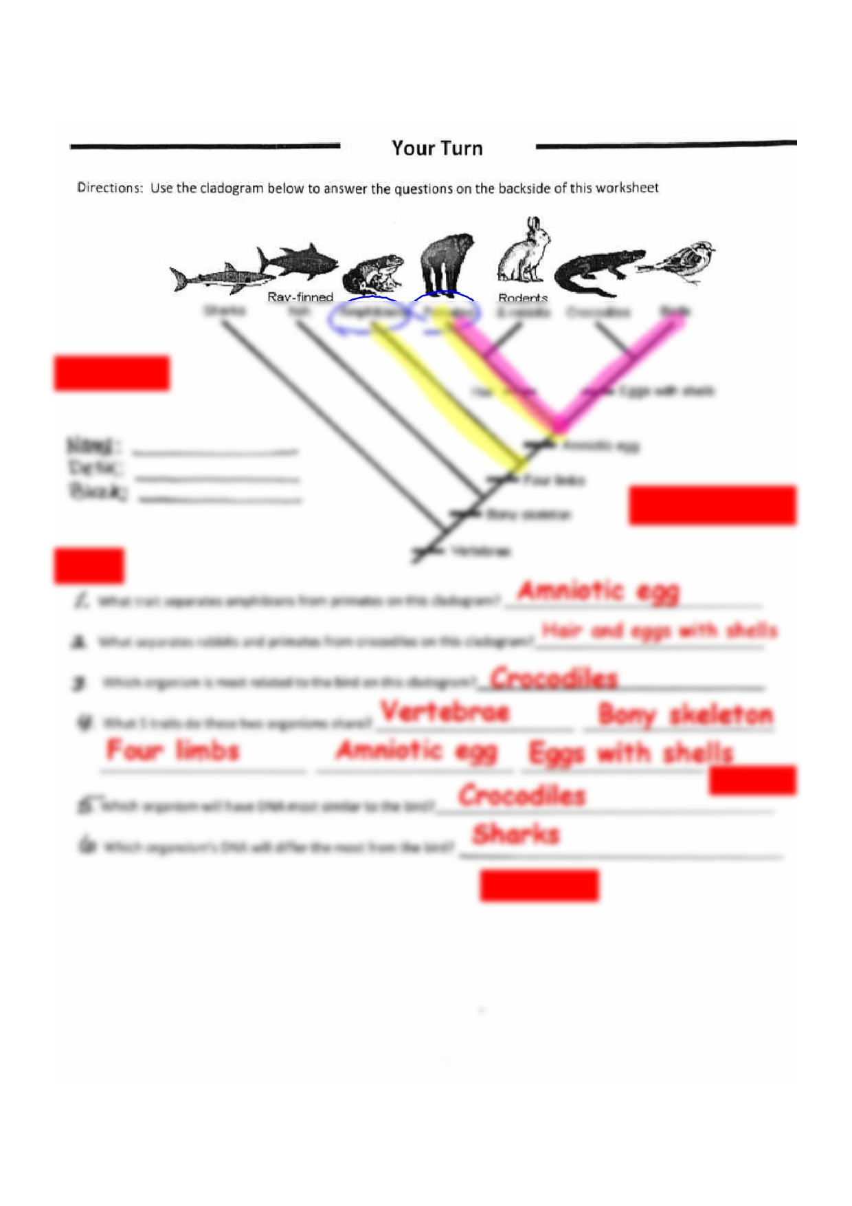 cladogram worksheet with answers pdf