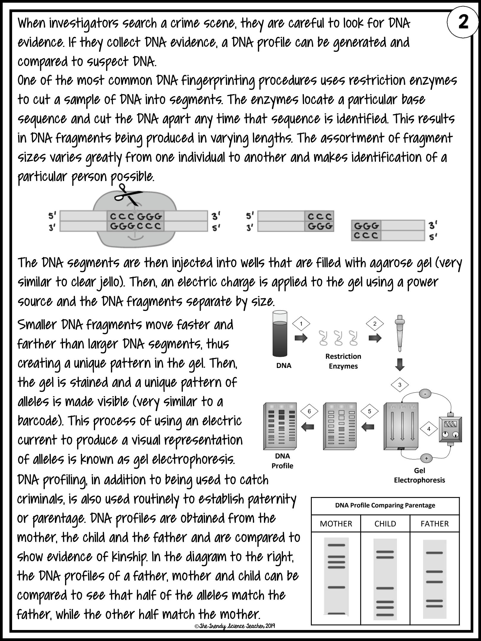 SOLUTION Dna Profiling Worksheet Packet Hw 4 Studypool Worksheets Library