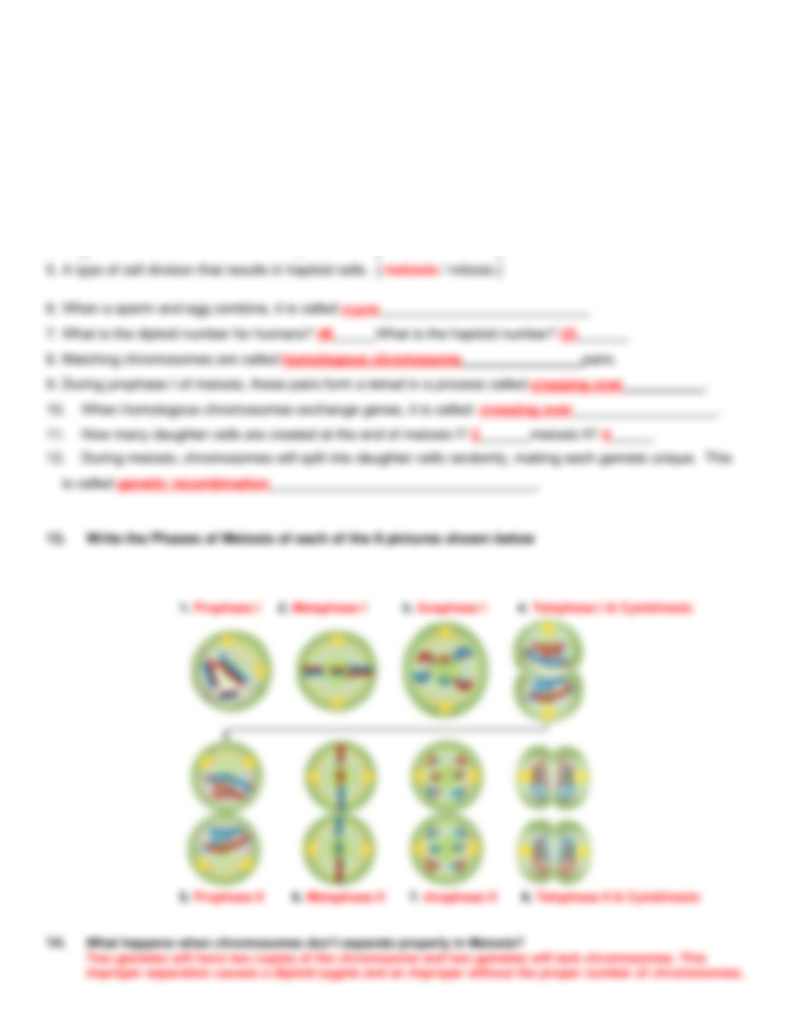 SOLUTION Meiosis Review Worksheet 1 Studypool Worksheets Library SOLUTION Meiosis Review Worksheet 1 Studypool Worksheets Library