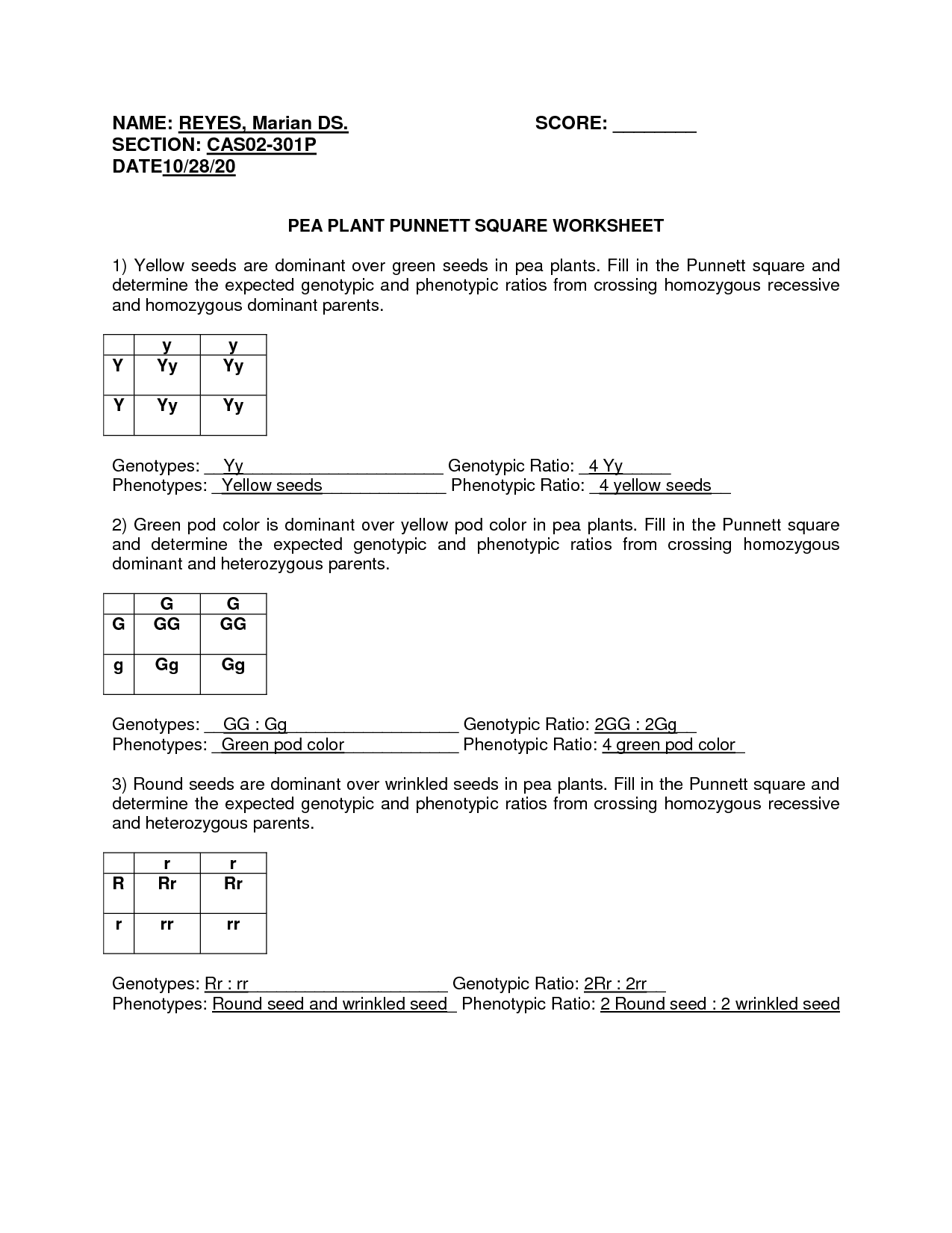 SOLUTION Pea Plant Punnett Square Worksheet Reyes Marian Ds 301p Worksheets Library SOLUTION Pea Plant Punnett Square Worksheet Reyes Marian Ds 301p Worksheets Library
