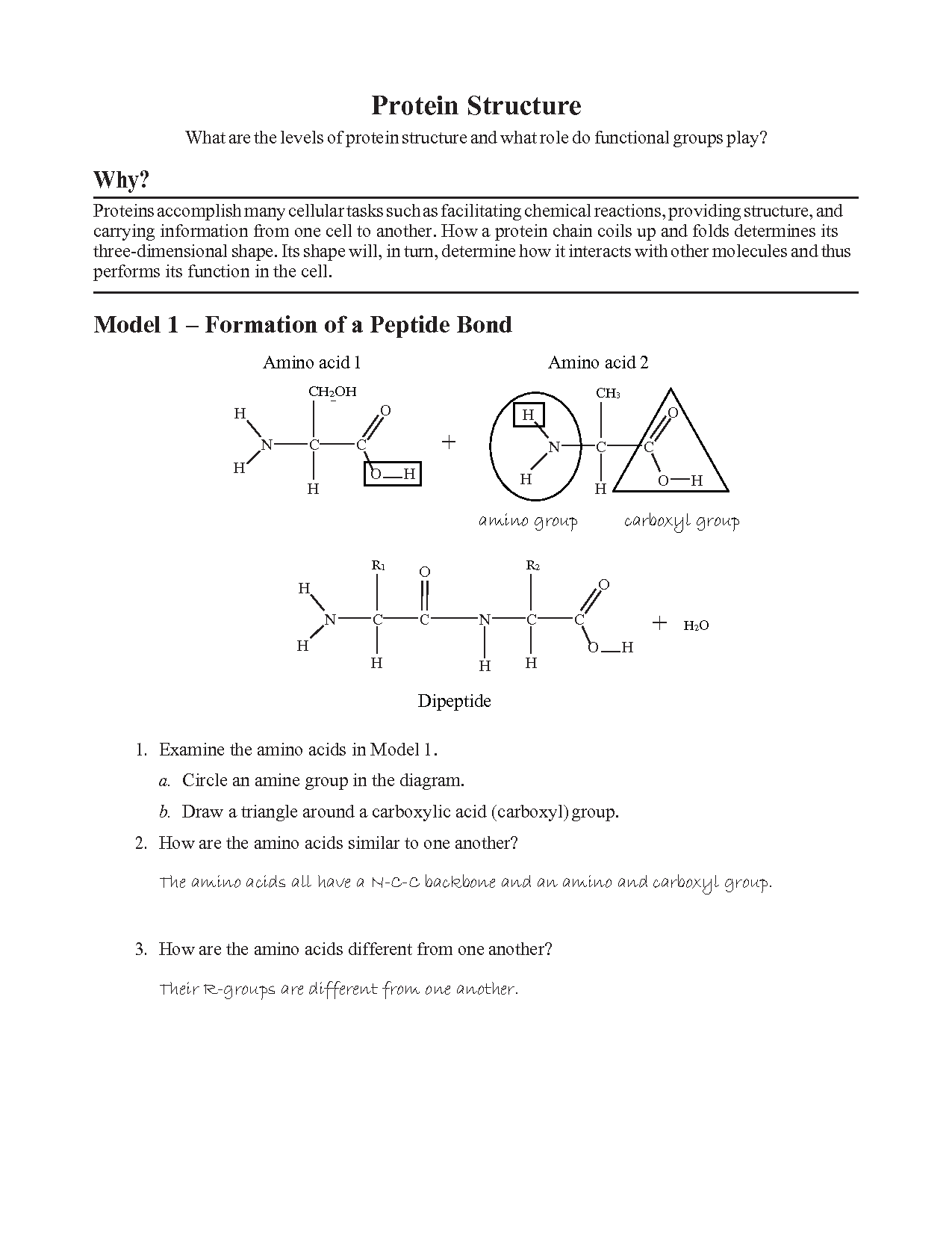 SOLUTION Protein Structure Pogil Studypool Worksheets Library