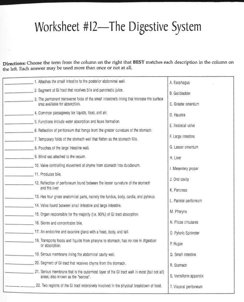 Solved Worksheet 12 The Digestive System Directions Choose Chegg Solved Worksheet 12 The Digestive System Directions Choose Chegg
