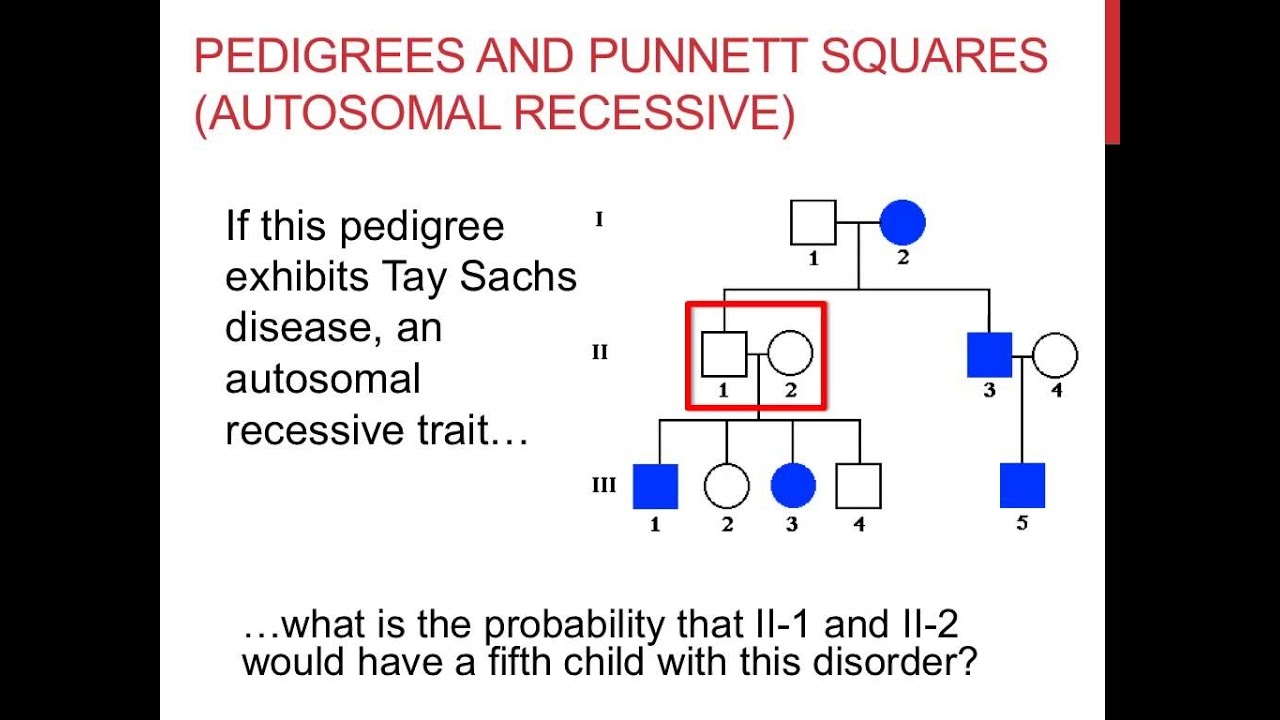 Solving Pedigree Genetics Problems YouTube