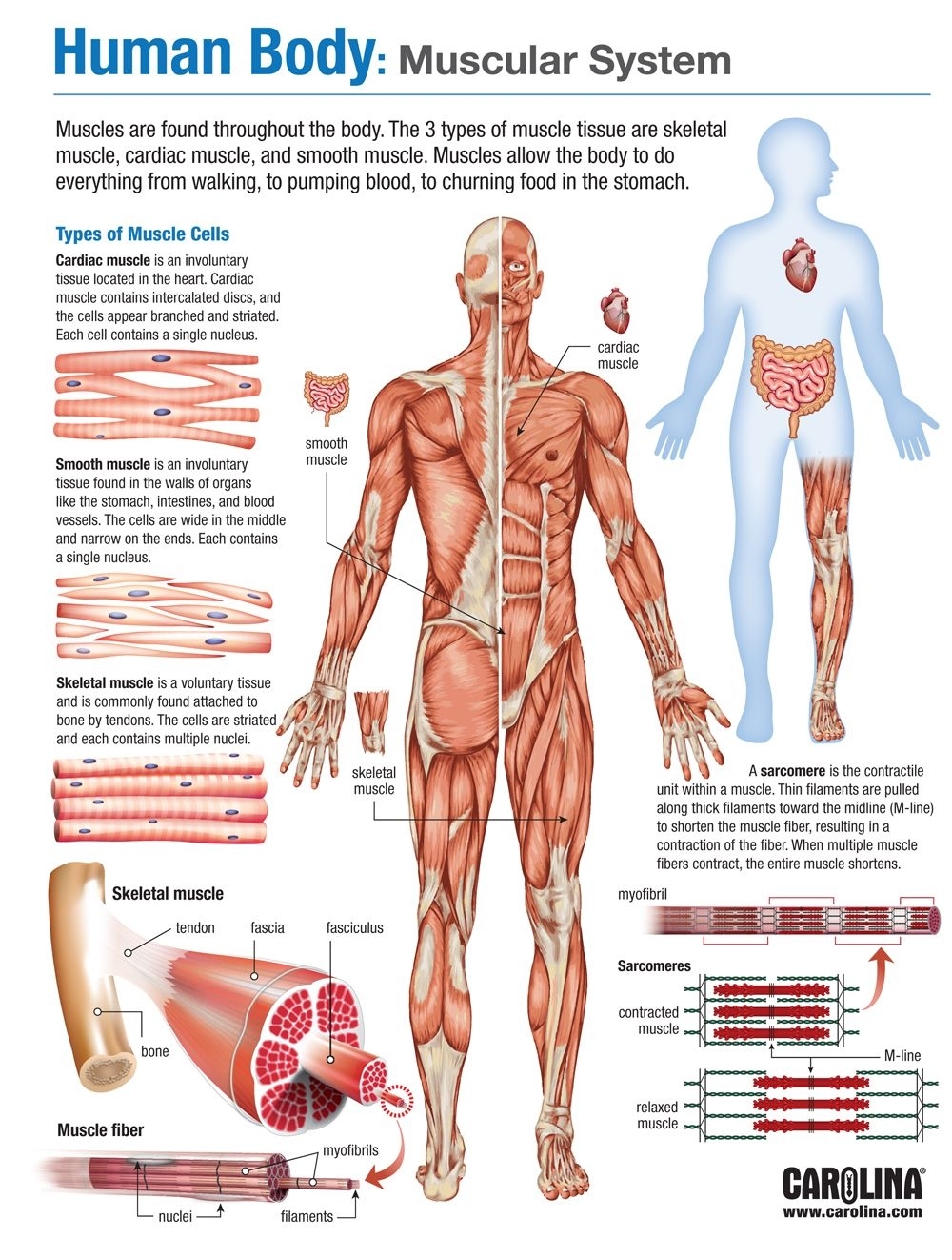 muscular system worksheet answers muscular system worksheet answers